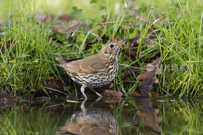 真饮(Turdus philomelos)